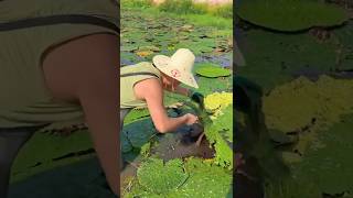 Fresh Harvest：Water Caltrops in Action🌾🤖 working craftsman [upl. by Dorreg]