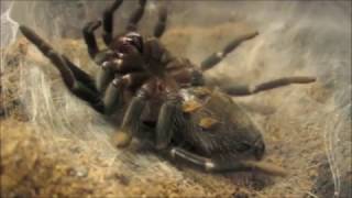 a spider giving birth to itself [upl. by Arrak]