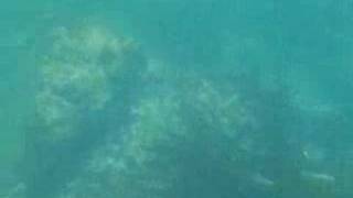 Snorkeling Laguna Beach California Underwater View [upl. by Moran]