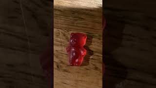 ABCDEFG GUMMY BEARS R CHASING ME😂🤣 funny [upl. by Loni216]