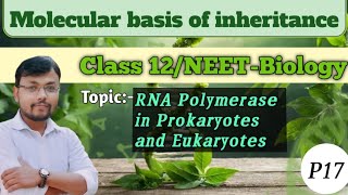 Molecular basis of inheritancePart 17RNA Polymerase in detail class12 neet biologyscience [upl. by Costin]