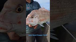 A Fine Snapper Caught LandBased Fishing 🎣 Lee Breakwater Portland [upl. by Alihet277]