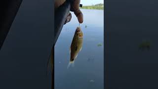 small karimeen fishing in vembanadu kayal [upl. by Muna]