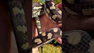 Snake ASMR [upl. by Dixil]