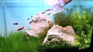 EASY STEPS To Make A Beautiful Planted Aquarium [upl. by Emmery161]