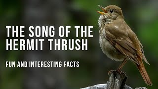 Fun Facts About the Beautiful Hermit Thrush Song [upl. by Dinin]