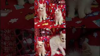 Angila music song hindisong anisha cutebaby ayash angela angel catlover cat [upl. by Sukramaj277]