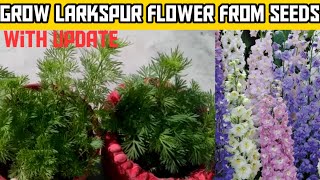 How to Grow Larkspur from Seed  Larkspur plant from seeds at home part1 [upl. by Okihsoy]