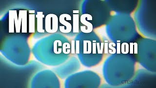 Mitosis Cell Division In 6 Minutes [upl. by Campney]