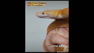 2021 Lavender Platinum Goldenchild Retic [upl. by Martinsen]