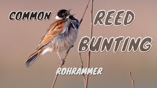 Common Reed Bunting Emberiza schoeniclus ♂  Rohrammer bzw Rohrspatz 8 [upl. by Aydidey667]