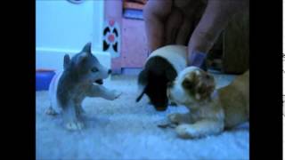 Schleich wolf movie part 4 [upl. by Annice]