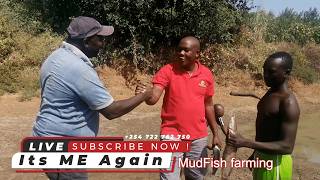 Mudfish Farming A Complete 25Minute Guide to Successful Aquaculture  ITS ME AGAIN Smart Farming [upl. by Camellia]