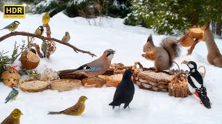 Cat TV for Cats to Watch😻 Countless Little Birds and their Squirrel Friends🕊️🐿️ 10 hours 4K HDR [upl. by Rochester]