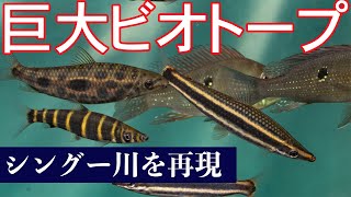 シングー川 を再現した 巨大 ビオトープ 水槽 アクアスケープ アクアリウム  オレンジフィンカイザープレコ ゲオファーガス 30種以上 [upl. by Rochemont]