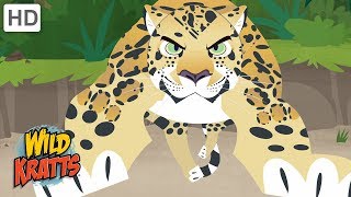 Wild Kratts  Showcasing Beautiful Animals 2  Kids Videos [upl. by Disario830]