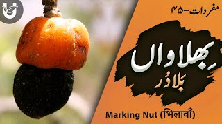 Bhilawan  Baladur Marking Nut  भिलावाँ  بِھلاواں بلادُر [upl. by Ancilin]