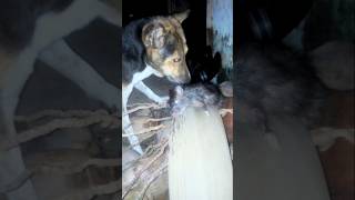 The Dog 🐕 That Killed The Rat 🐀youtube shortsfeed dog rat trending like and subscribe guys 👍 [upl. by Kirad632]