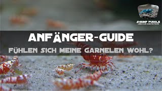 ANFÄNGERGUIDE  FÜHLEN SICH MEINE GARNELEN WOHL [upl. by Hannaj]