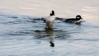 Buffleheads [upl. by Nemrac546]