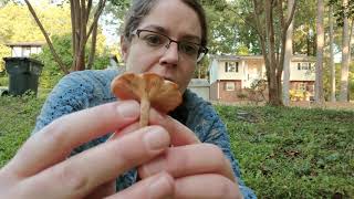 ID Armillaria tabescens the ringless honey mushroom [upl. by Otrepur481]