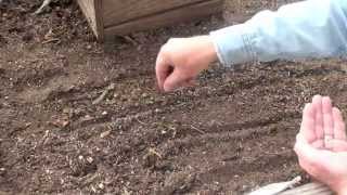 Gardening Basics  How to Sow Seeds [upl. by Yarak]