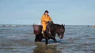 Horsebackfishermen Oostduinkerke 2024 [upl. by Staford]