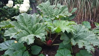 185 Gunnera Manicata zimowe okrywanie Overwintering [upl. by Sanoj]