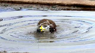 Masked Lapwing bathing [upl. by Airrej911]