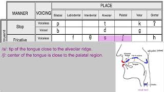 Fricatives ʃ and ʒ [upl. by Humbert]