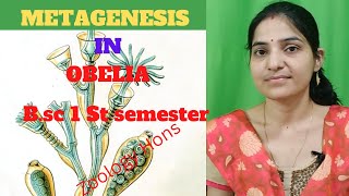 Metagenesis in Obelia bsc 1st yearLife cycle of ObeliaAlternation of Generation \\1stsemester [upl. by Netty]