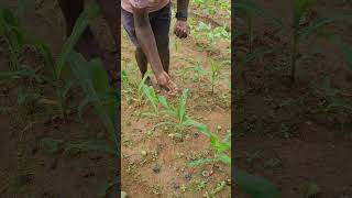 Organic control of fall armyworm in maize crop agro farming agri maize [upl. by Taran]