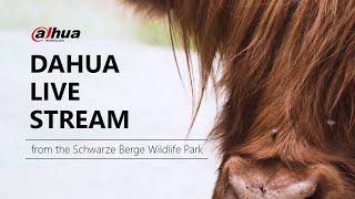 Live Stream Teaser  Dahua with the Schwarze Berge Wildlife Park English subtitle [upl. by Mohammad484]