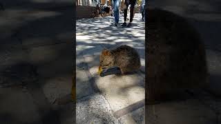 Rottnest Island Quokka rottnestisland quokka wildlife [upl. by Olivie]