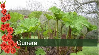 Gunera  Gunnera manicata [upl. by Nimesh]