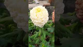 chandramallika shorts flowers chandramallika chrysanthemumflower naturegardenguru [upl. by Feld]