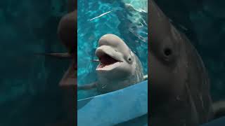 Xiaohei is so smart Beluga whaleeats fish Little fish in Hutan [upl. by Haleelahk]