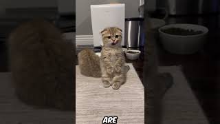 Introducing the Munchkin Cat The Cutest Pet [upl. by Gabrielli]