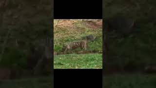 vizag zoo lo white tiger appudu ayina chasaratrendingshorts  viral [upl. by Ahseik]