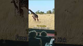 The Incredible Force of a Giraffes Kick [upl. by Eiser]