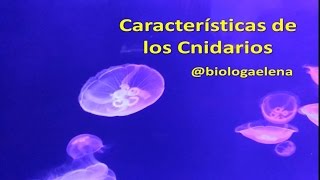 Características de los Cnidarios  Reino Animal [upl. by Hamaso799]