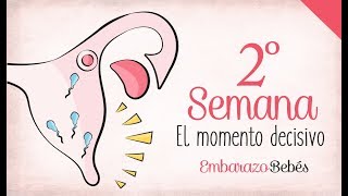 SEMANA 2 de Embarazo  1º Mes  Semana a semana [upl. by Yasdnyl]