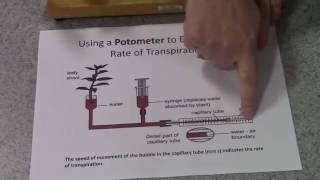 Potometer Transpiration Investigations [upl. by Zysk]