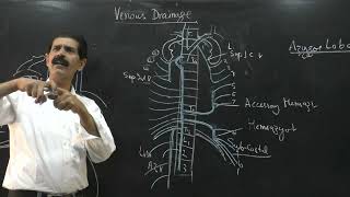 Thoraxx Azygos venous system [upl. by Thaddaus543]