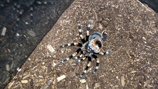 Mexican Red Knee Tarantula Molting Timelapse  ViralHog [upl. by Okika]