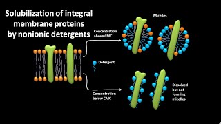 Solubilization of integral membrane proteins by nonionic detergents [upl. by Dalston]