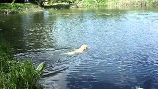 Labrador retriever Training swim [upl. by Jillayne531]