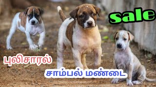 சாம்பல் and புலிசாரல் மண்டை sale 6381274326  mandai dog [upl. by Dardani946]