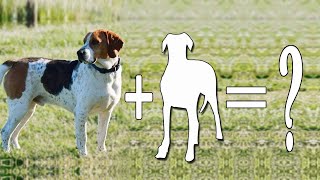 Amazing Foxhound Mixes Cross Breed Dogs  Foxhound Mix Breeds [upl. by Berga]