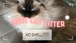 Best cat litter that doesnt smell what I use with Ragdoll cats [upl. by Dett]